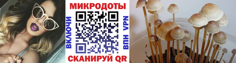 KRAKEN ссылки  Дальнегорск  Псилоцибиновые грибы Psilocybine cubensis 